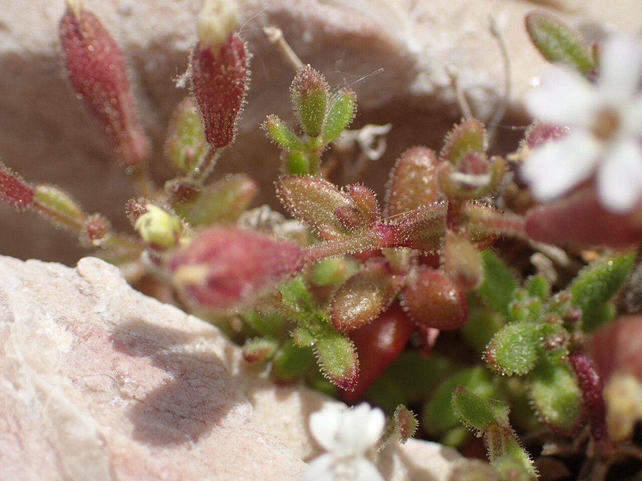 Silene sedoides — search result for 'Silene'