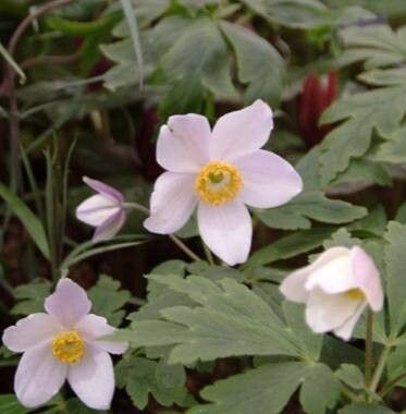 Anemonastrum prattii — search result for 'Anemonastrum'