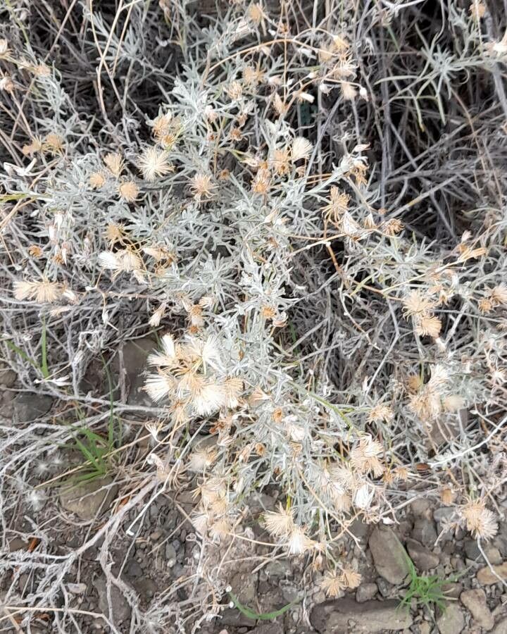 Seriphidium mendozanum habit