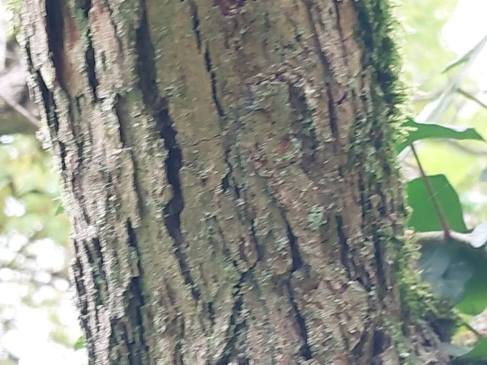 Crataegus fecunda bark