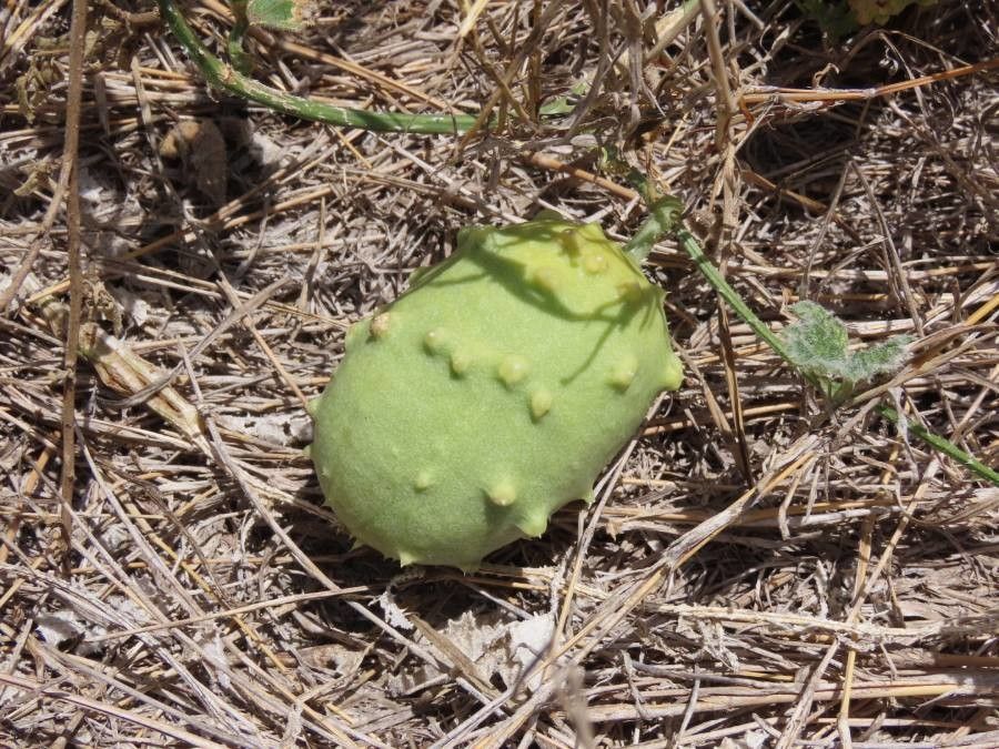 Cucumis prophetarum fruit