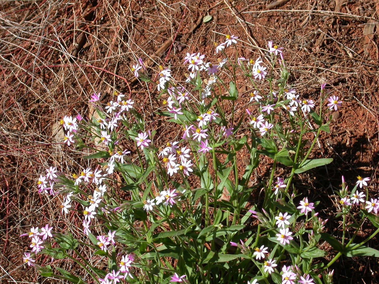 Schoenia cassiniana — search result for 'Helichrysum'