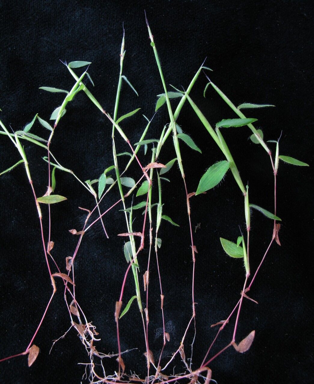 Arthraxon lancifolius habit