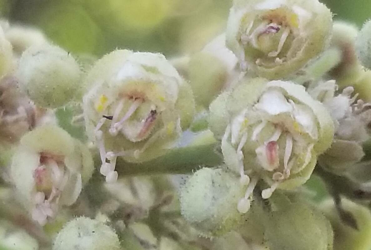 Diploglottis campbellii flower