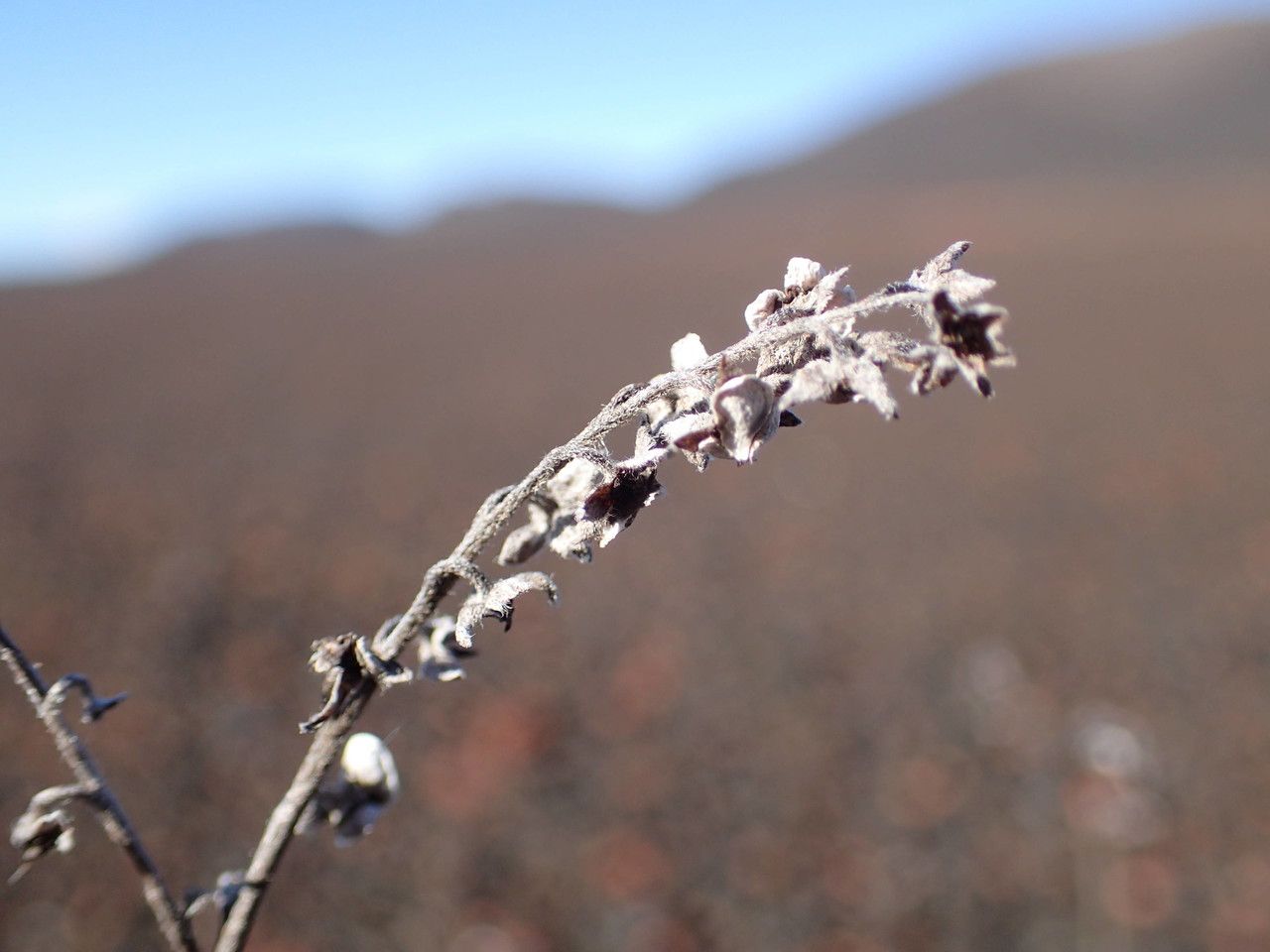 Cynoglossum borbonicum fruit