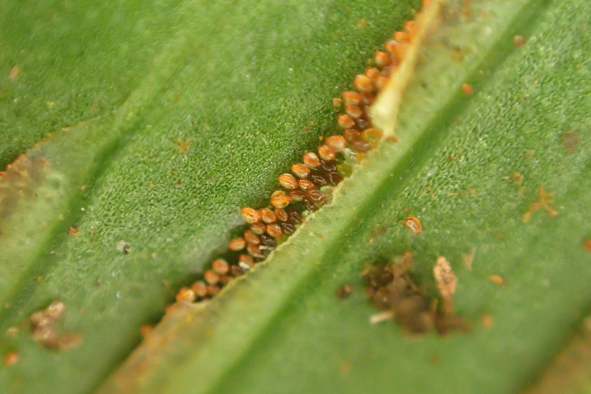 Asplenium variabile fruit