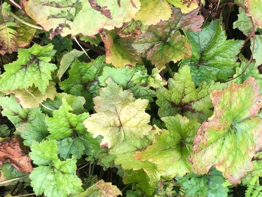 Tiarella wherryi — search result for 'Saxifragaceae'