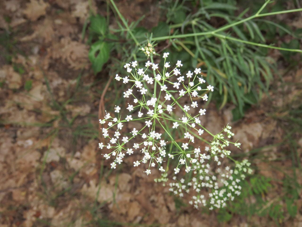 Falcaria vulgaris flower