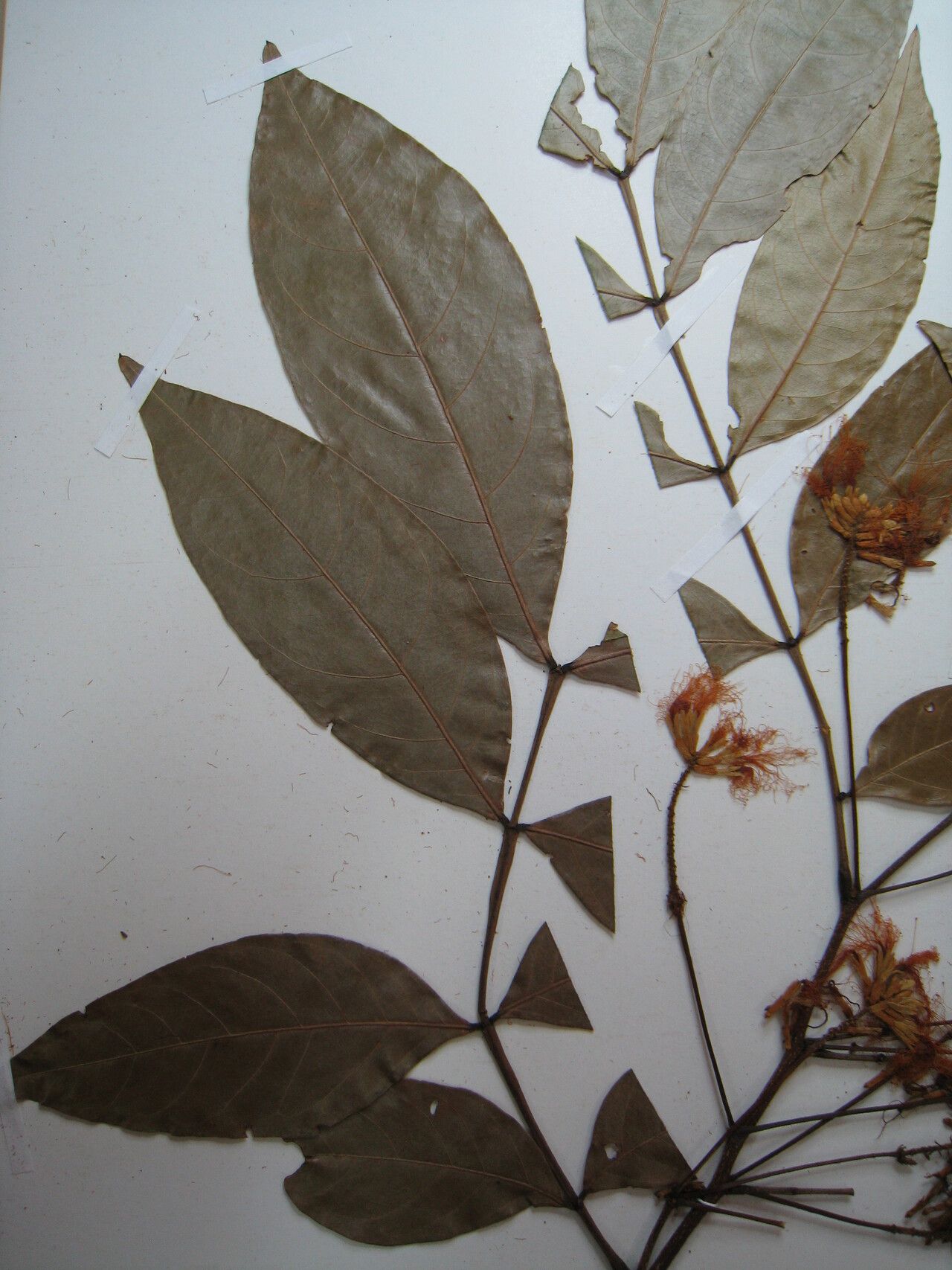 Inga suaveolens — houseplant care guide