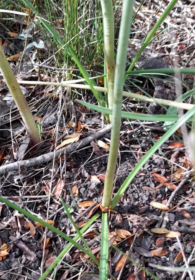 Rhodophiala bifida bark