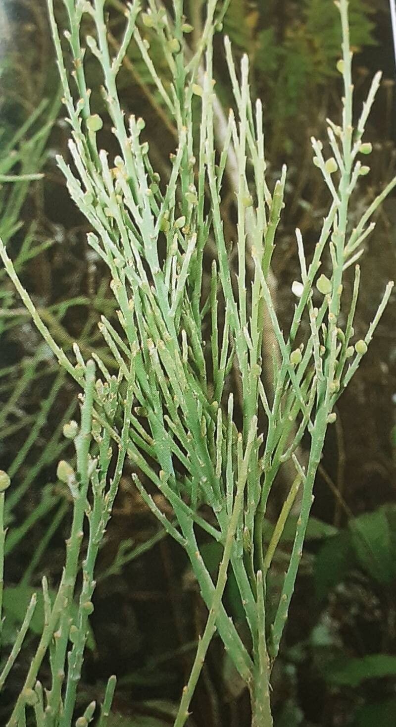 Thesium retamoides — search result for 'Thesium'