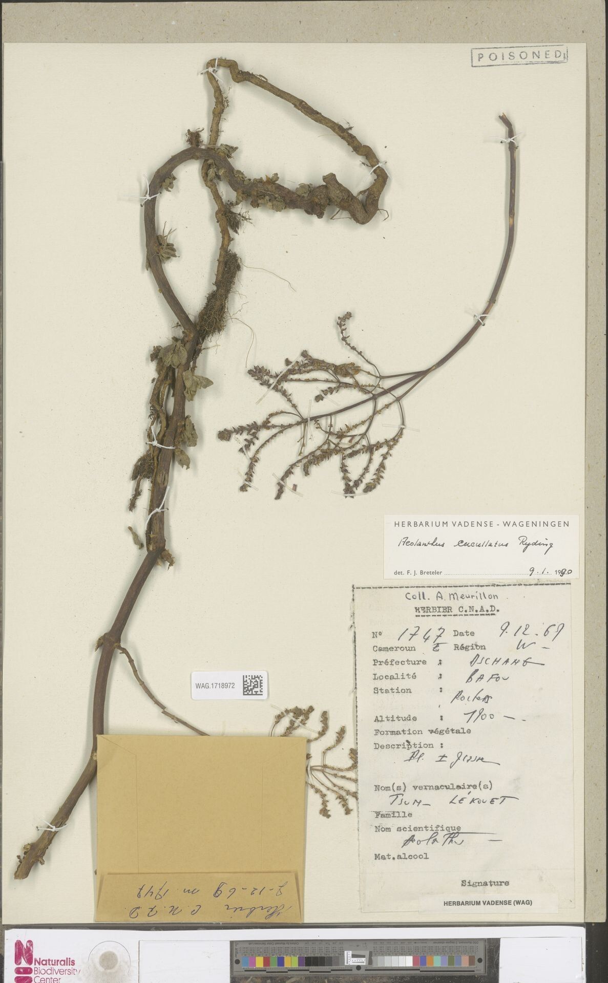 Aeollanthus cucullatus — related species from the same genus