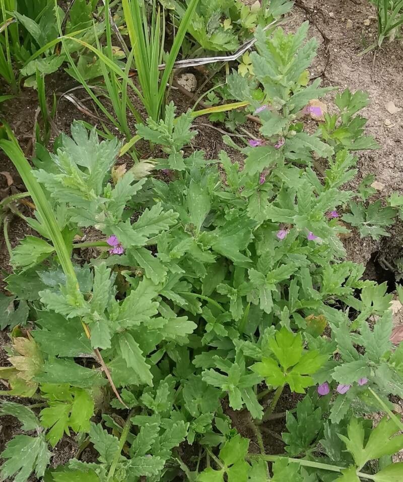 Teucrium scordium habit