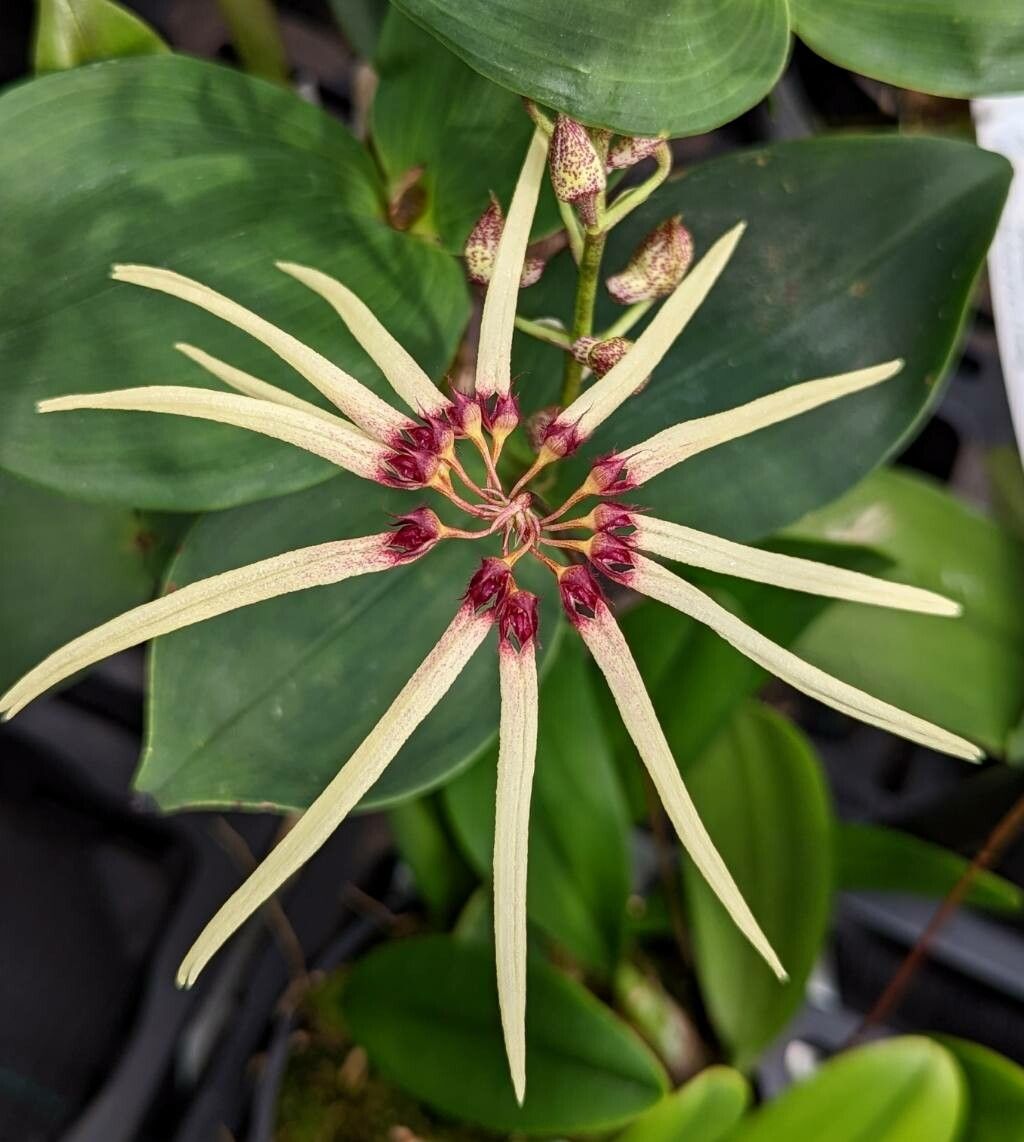 Bulbophyllum makoyanum flower