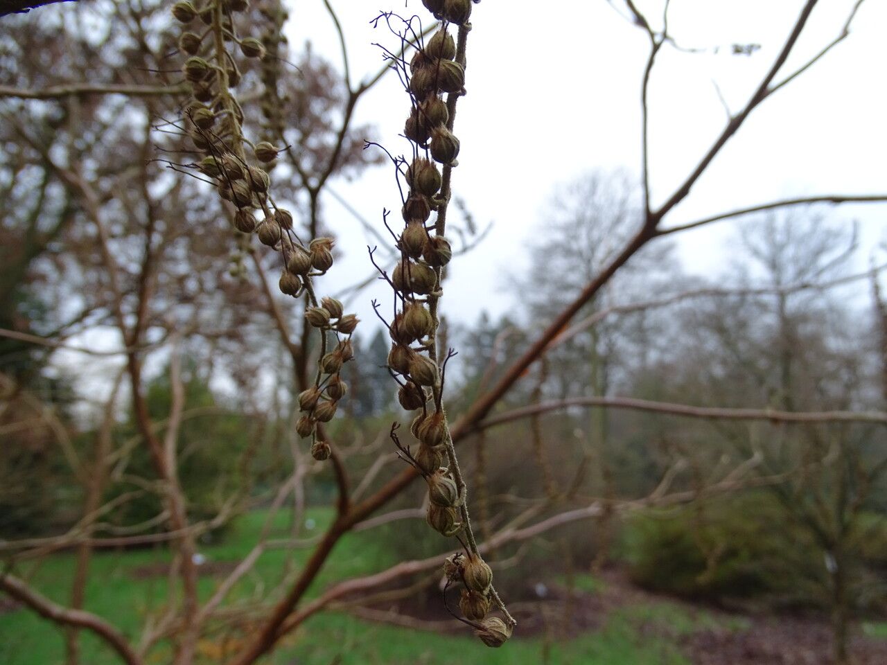 Clethra acuminata fruit