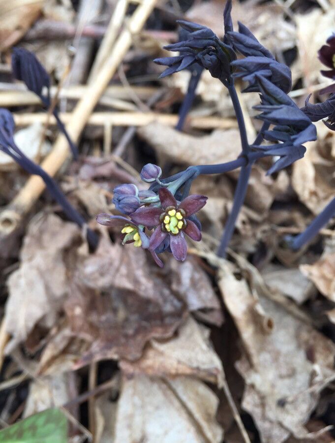 Caulophyllum thalictroides flower