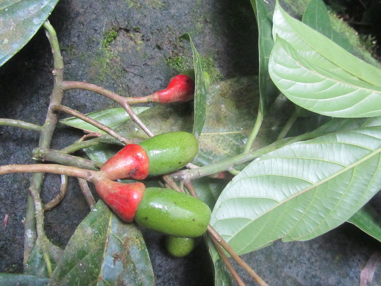 Ocotea laetevirens fruit