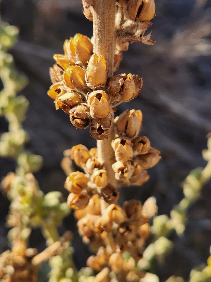 Verbascum sinaiticum fruit