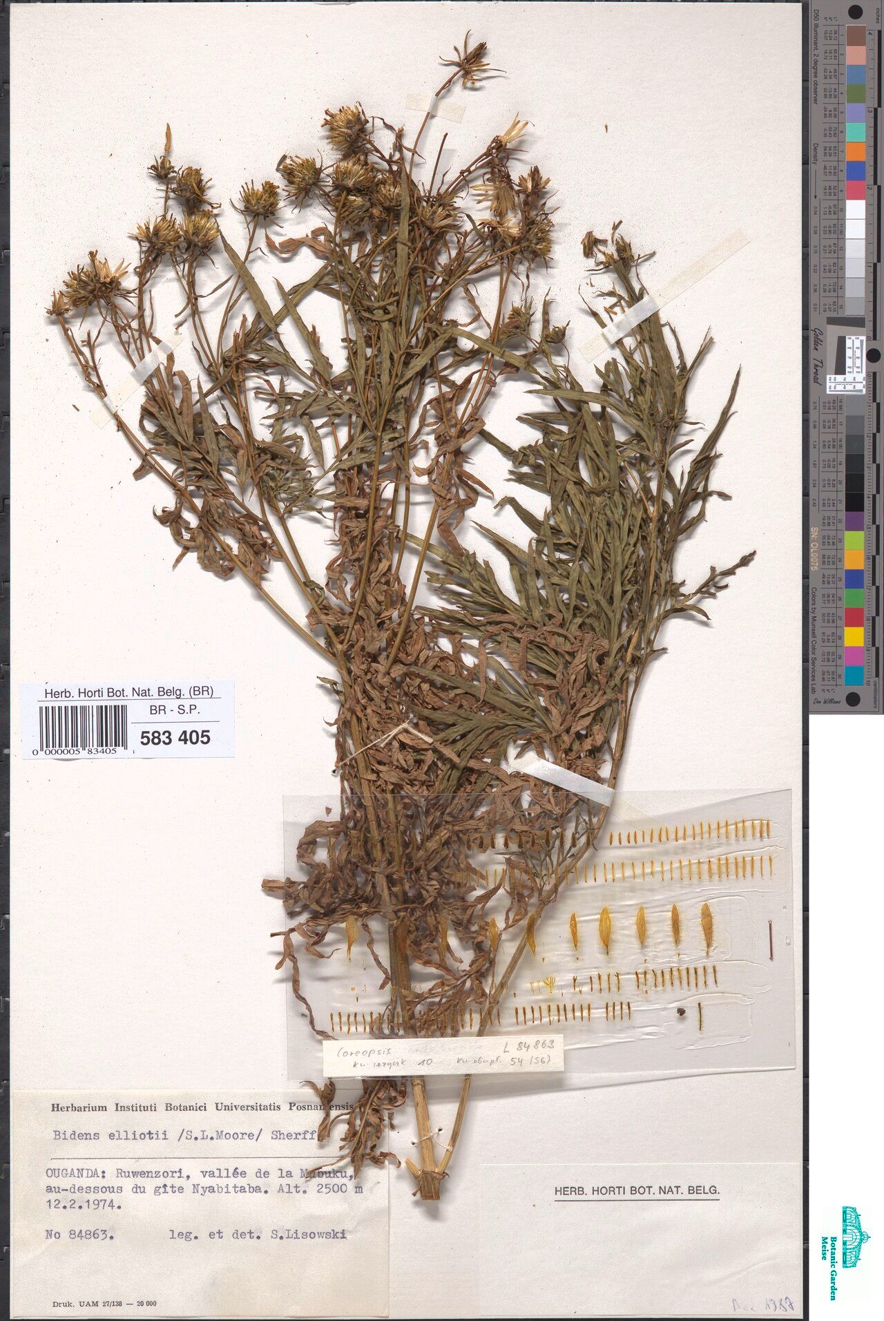 Bidens elliotii — houseplant care guide