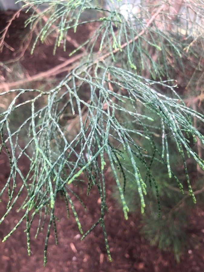 Callitris roei — search result for 'Callitris'