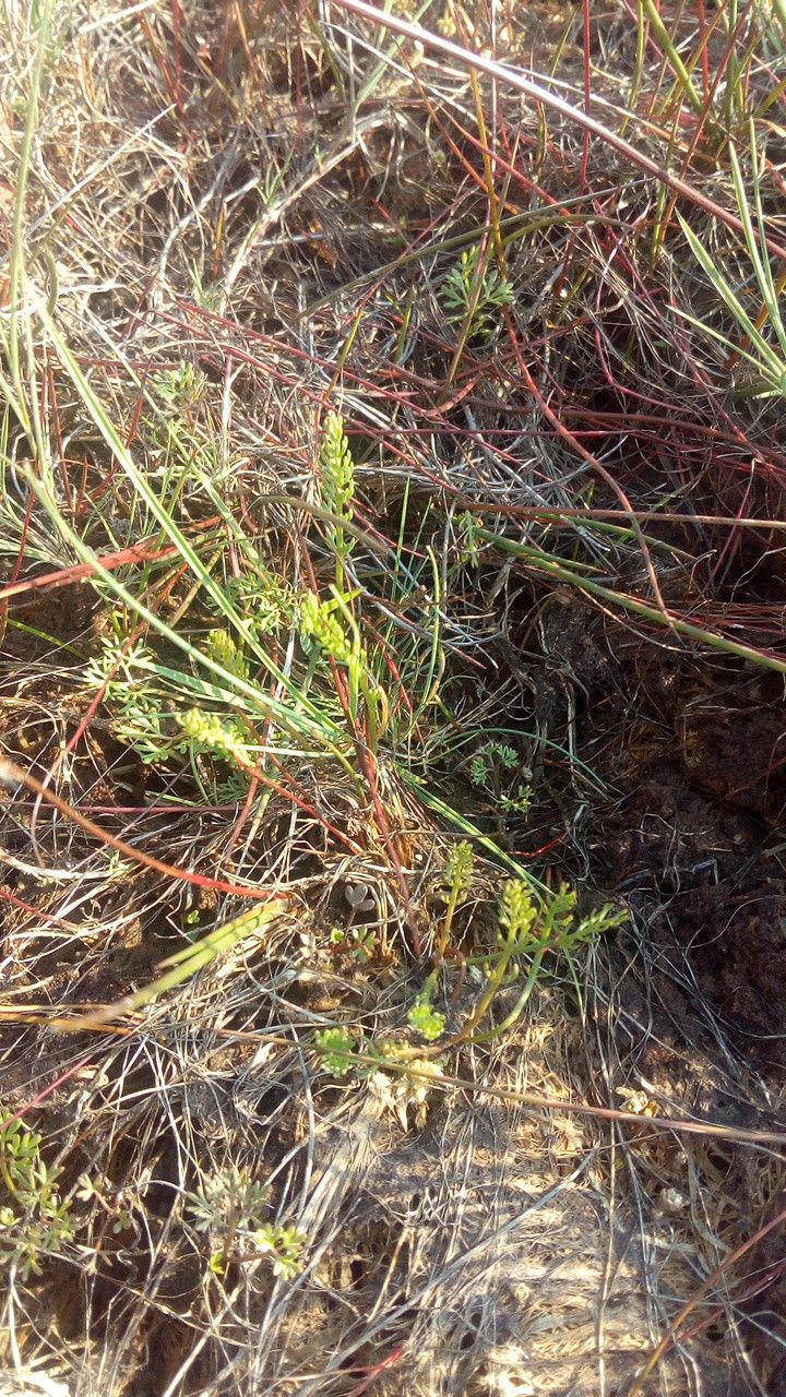 Caropsis verticillato-inundata habit