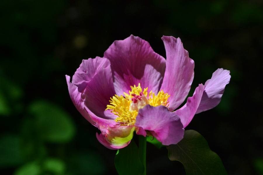 Paeonia broteroi flower