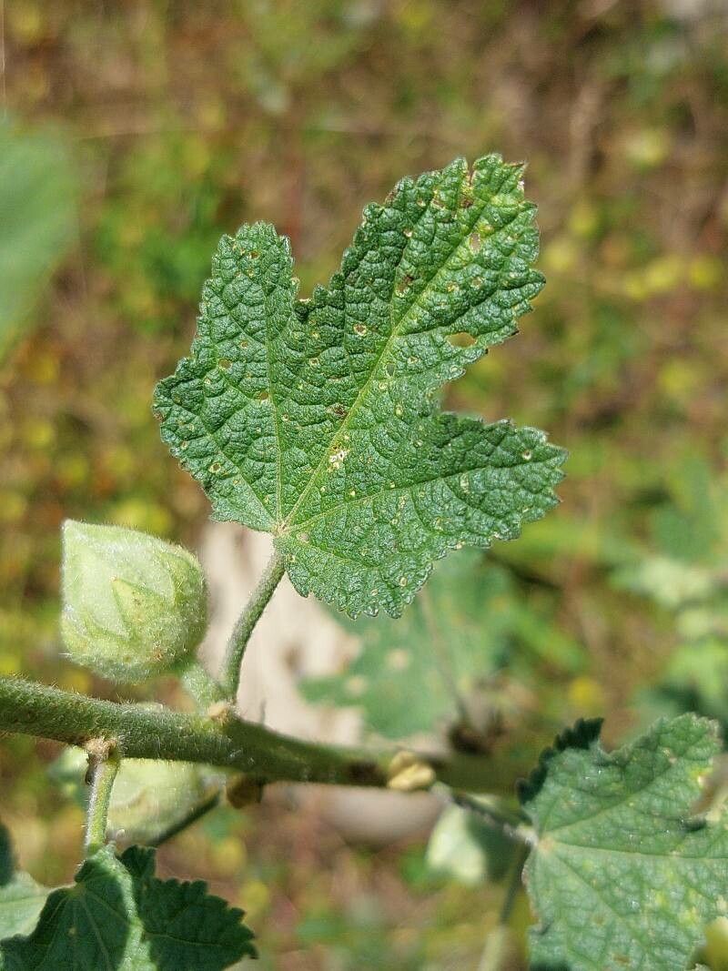 Alcea rugosa — search result for 'Alcea'