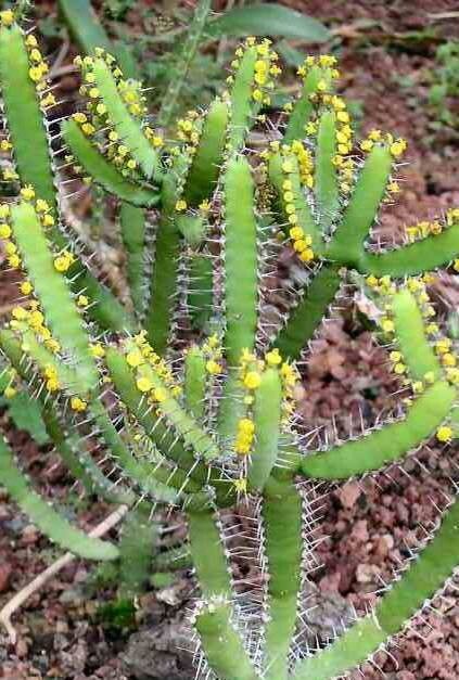 Euphorbia inarticulata habit