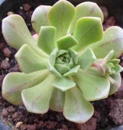 Aeonium × occidentale — search result for 'Aeonium'