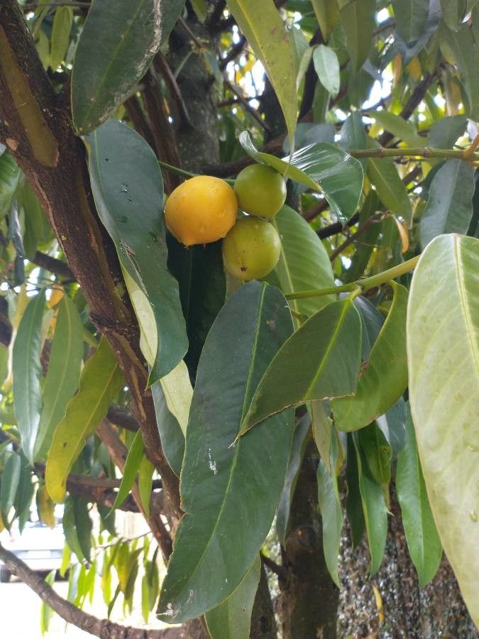 Garcinia dulcis fruit