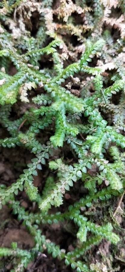 Selaginella obtusa leaf
