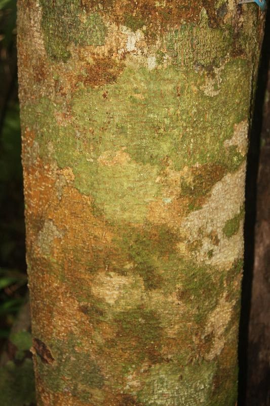 Ormosia paraensis bark