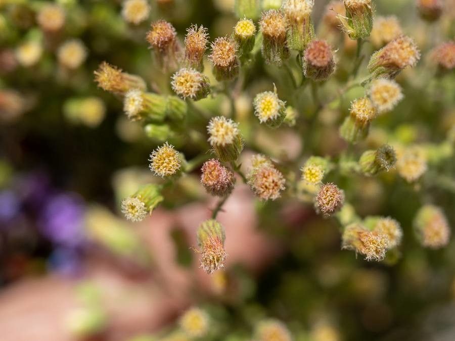 Erigeron divaricatus flower