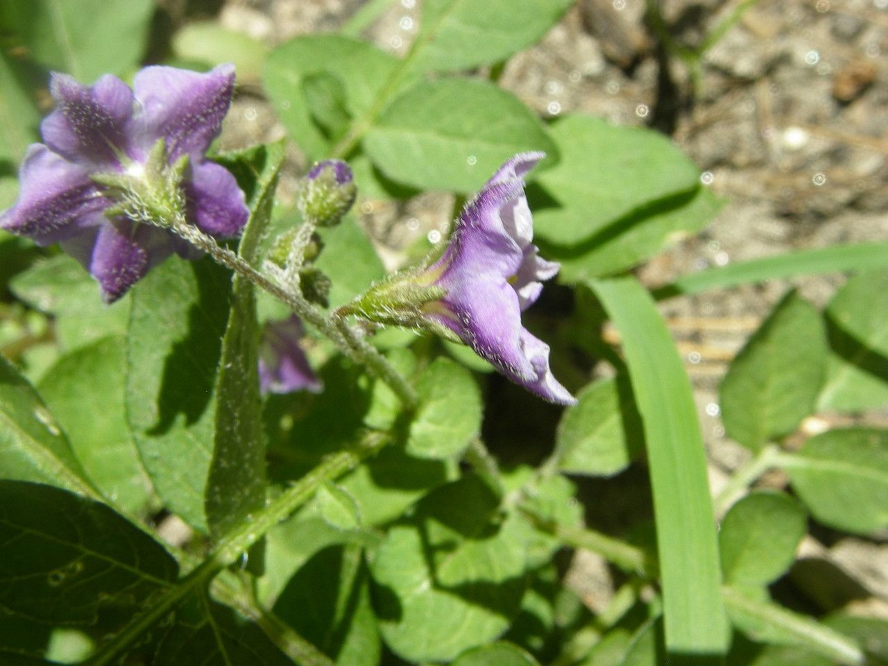 Solanum stoloniferum habit