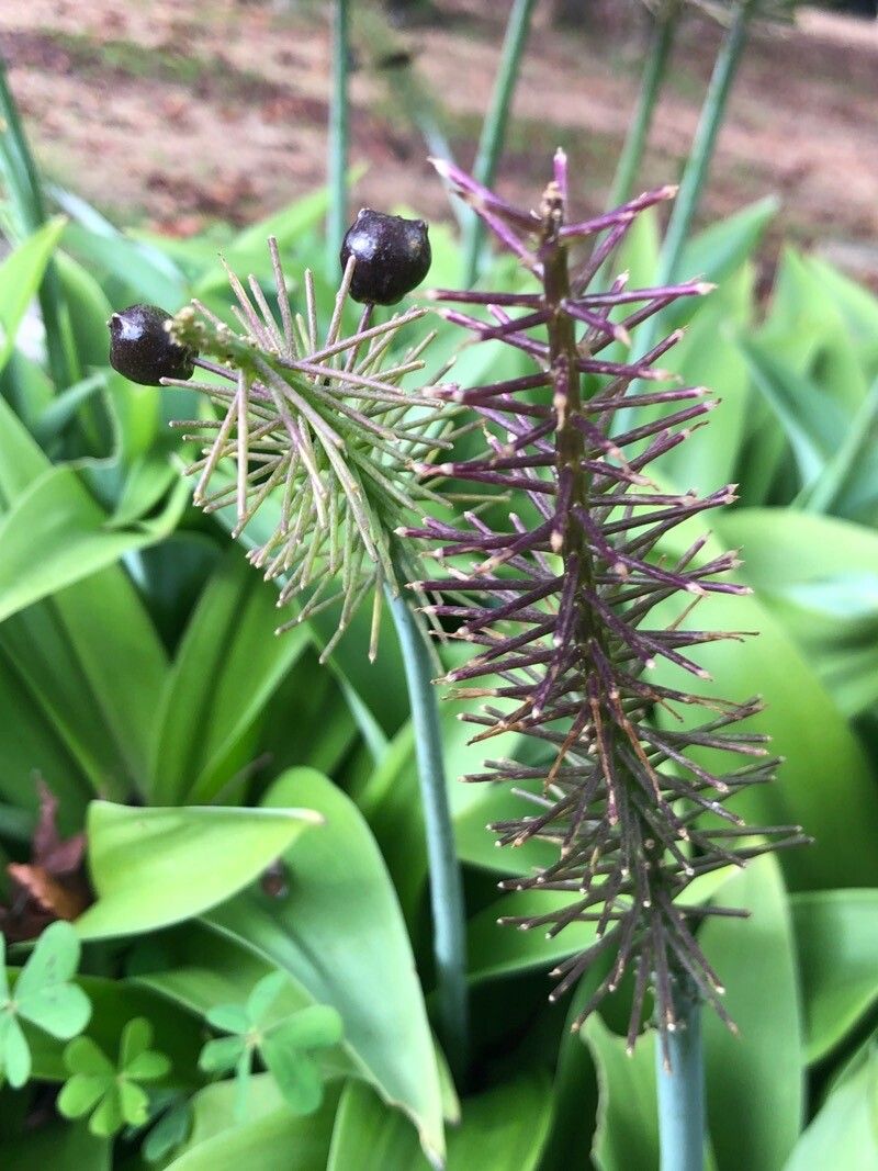 Scilla madeirensis flower