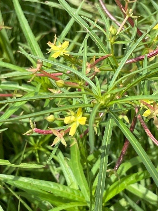 Ludwigia longifolia flower