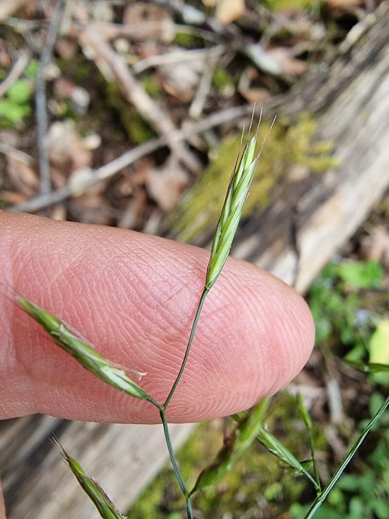 Festuca heterophylla flower