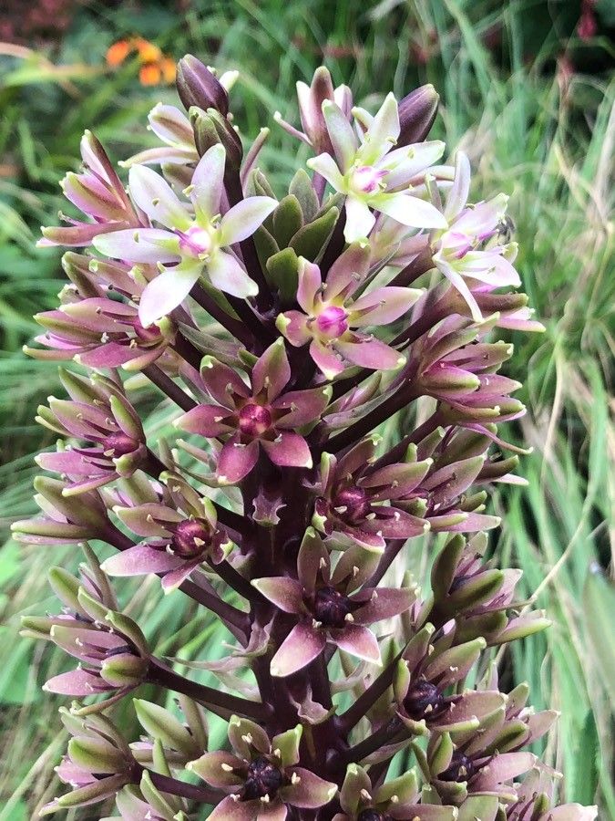 Eucomis comosa flower