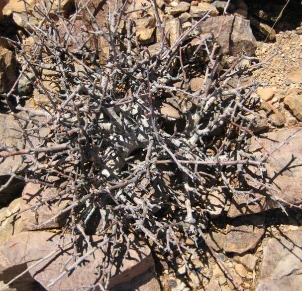 Commiphora namaensis habit