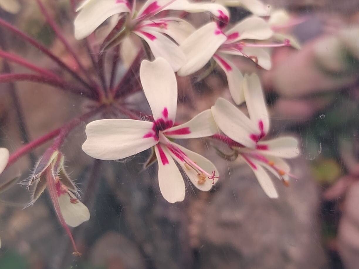 Pelargonium moniliforme flower