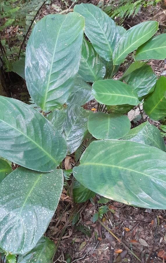 Ctenanthe muelleri habit