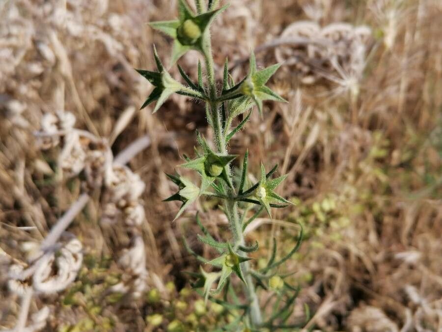 Teucrium pseudochamaepitys fruit