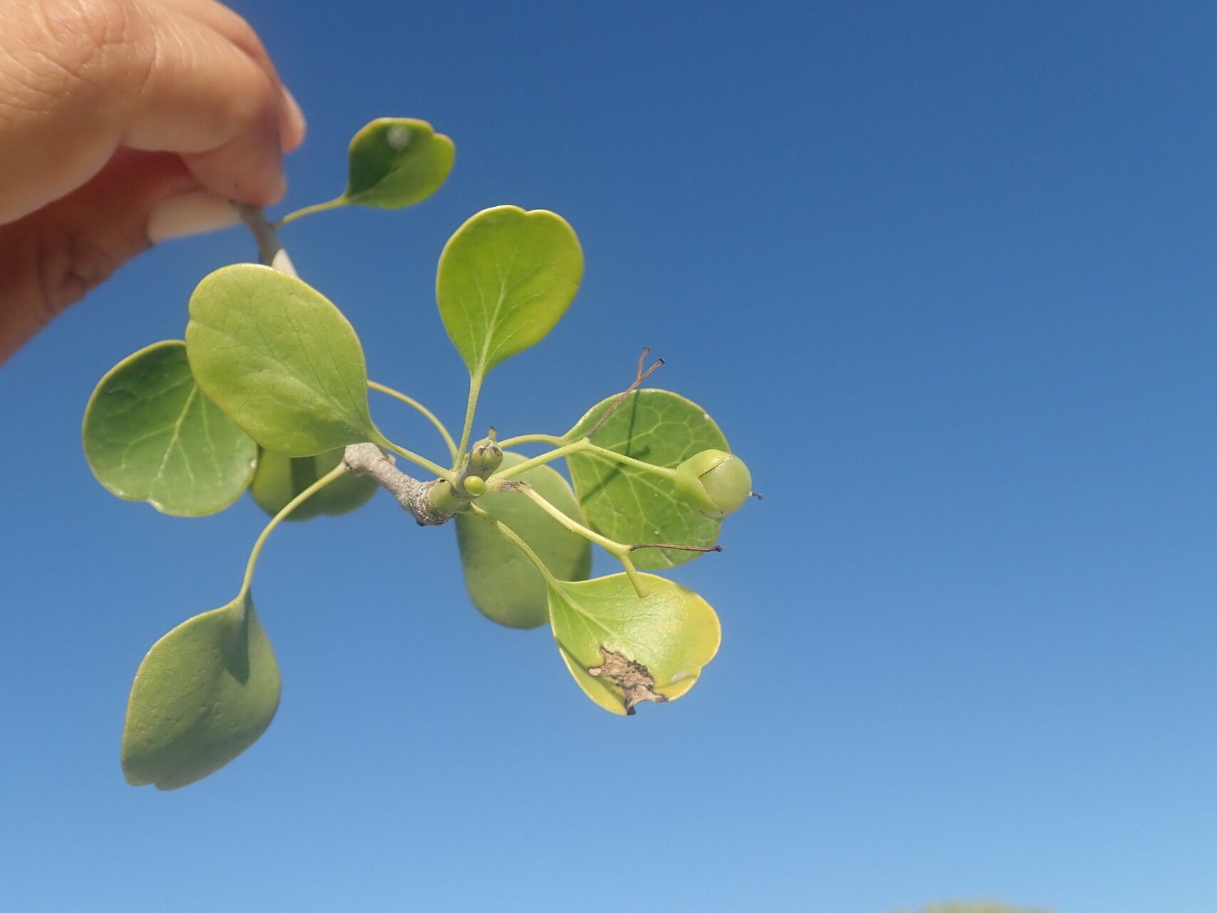 Bourreria croatii — houseplant care guide