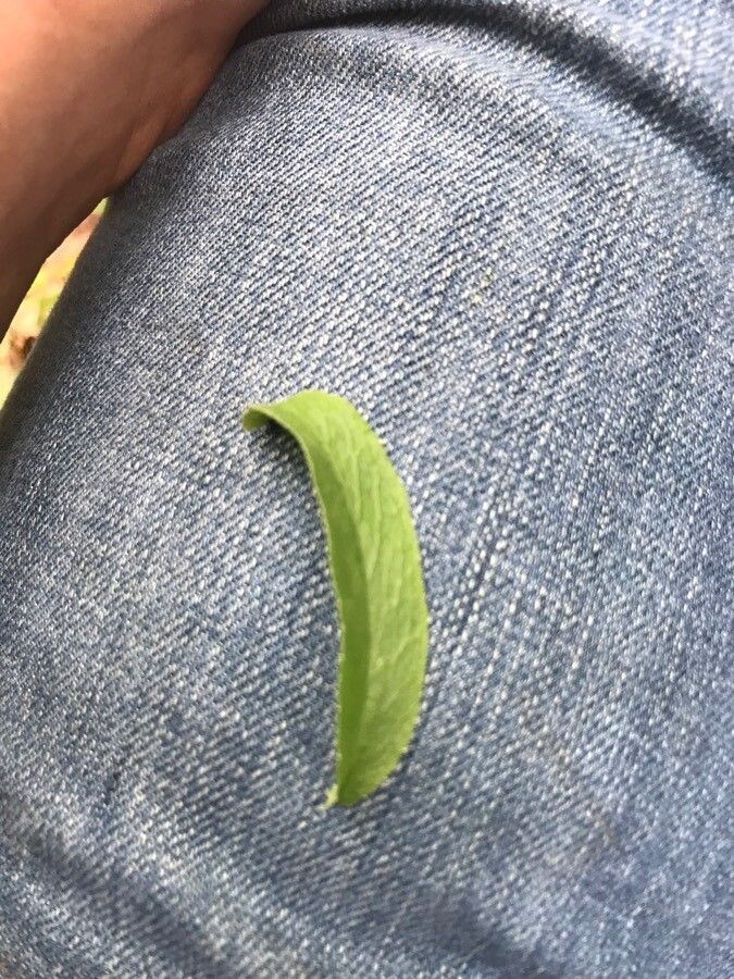 Lobelia spicata — search result for 'Lobelia'