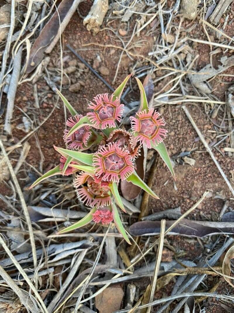 Euphorbia trichadenia — houseplant care guide