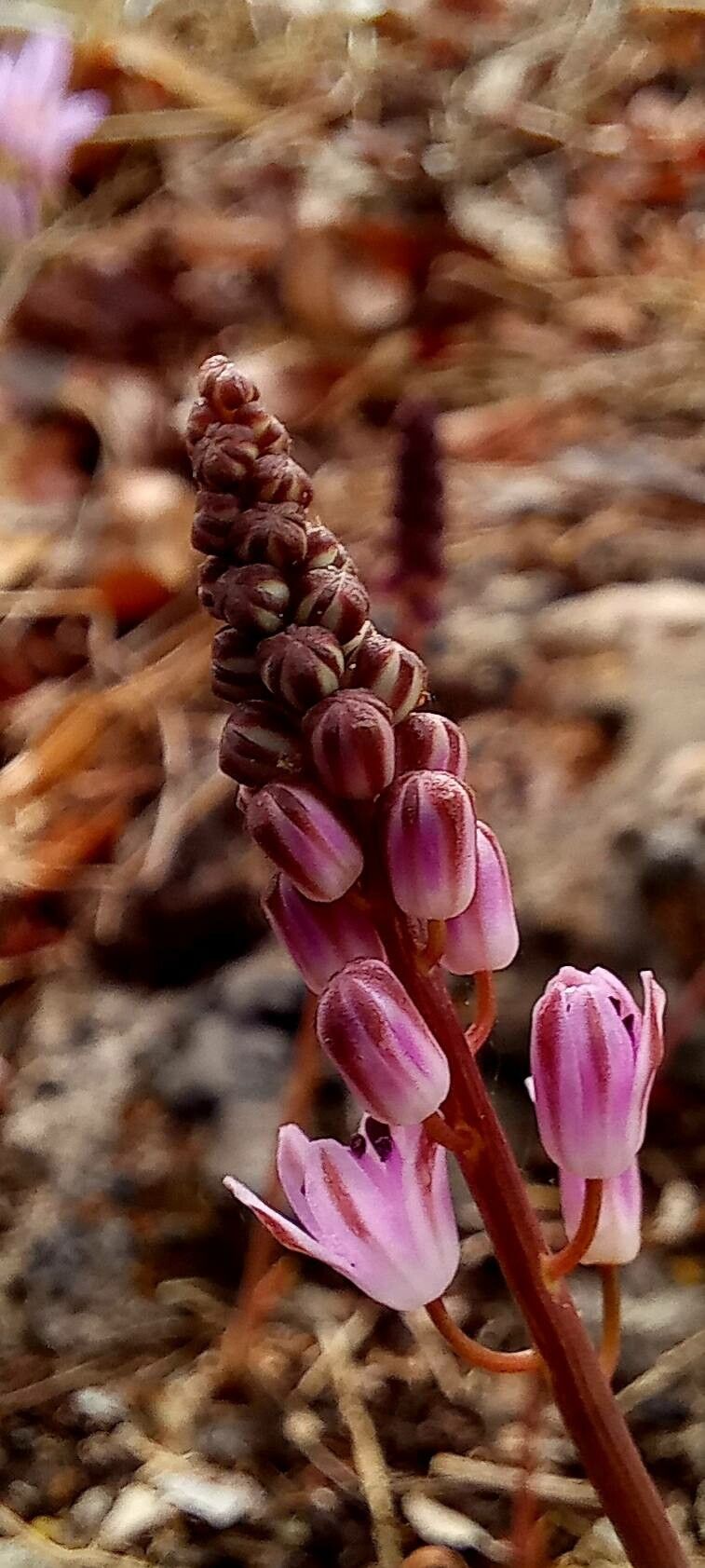 Scilla autumnalis flower