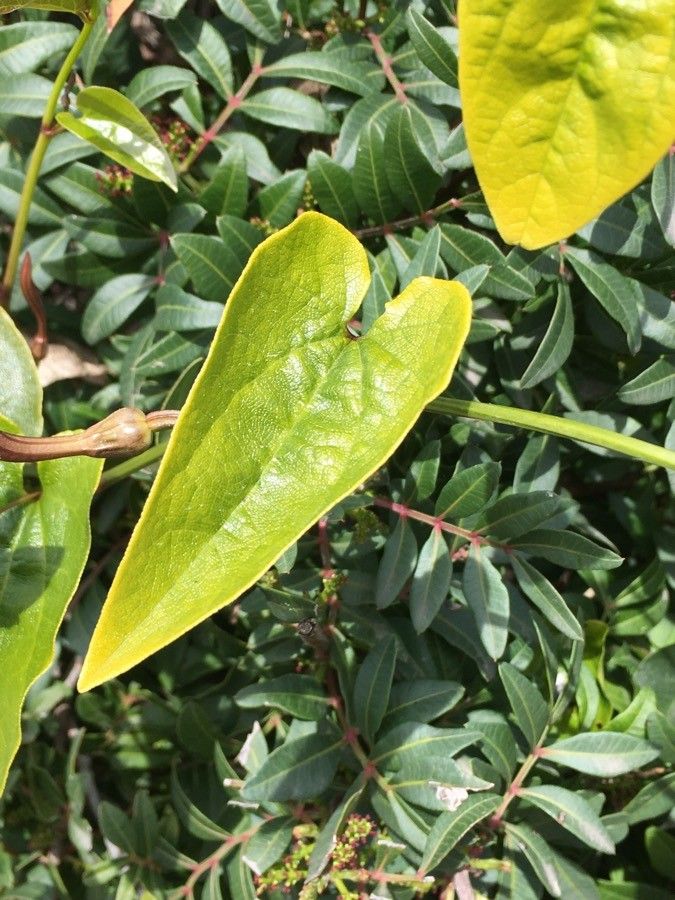 Aristolochia altissima