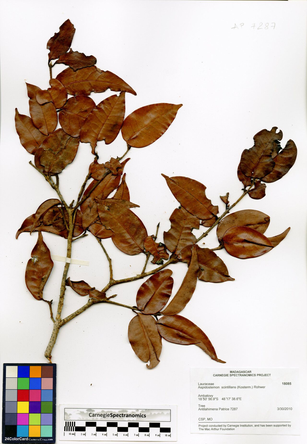 Beilschmiedia scintillans — houseplant care guide