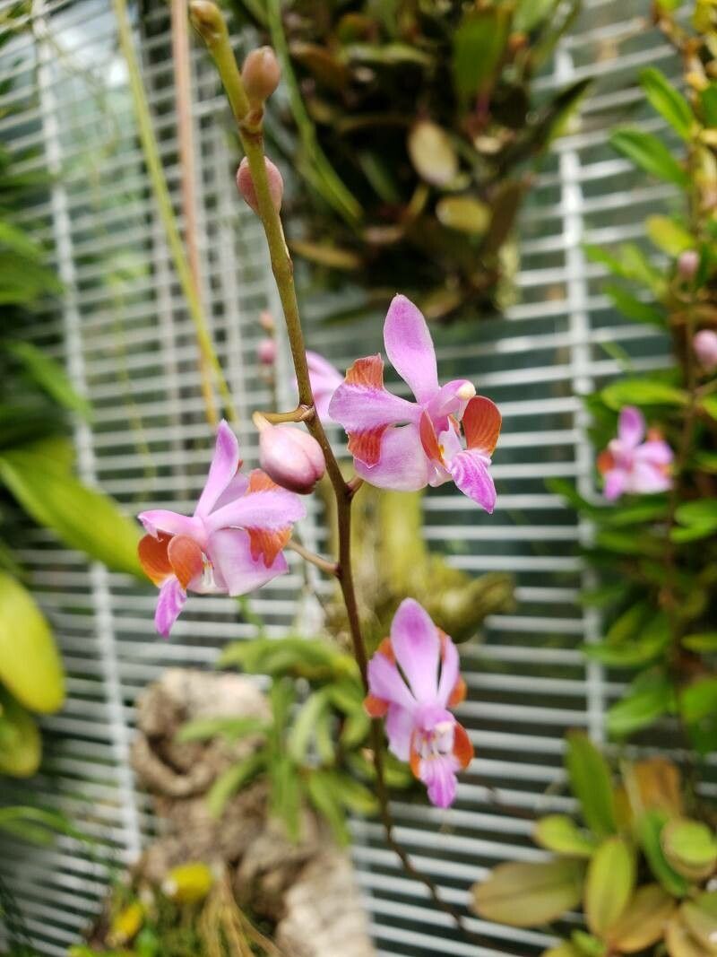 Phalaenopsis pulcherrima flower