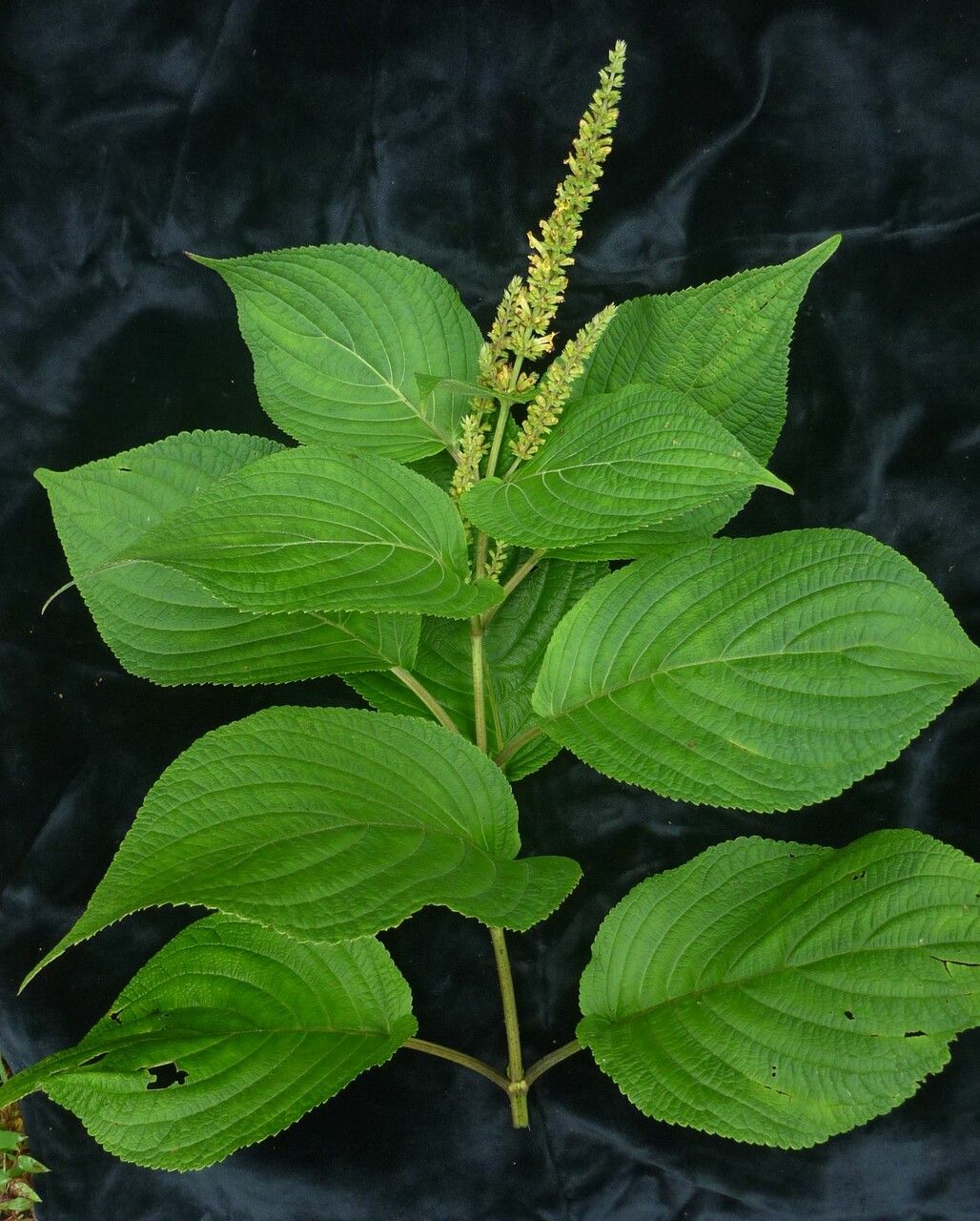 Elsholtzia flava habit